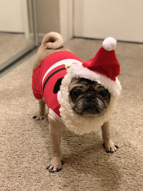 /images/uploads/pug nation rescue of los angeles/pugnation2024/entries/30966thumb.jpg